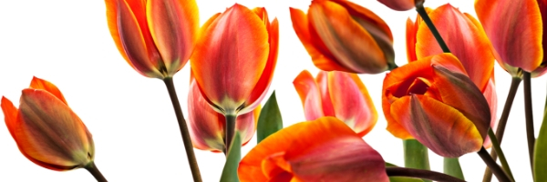 Tulips, Holland Happening 